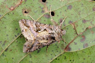 異梳夜蛾 Ctenoplusia adiaphora 雄蟲