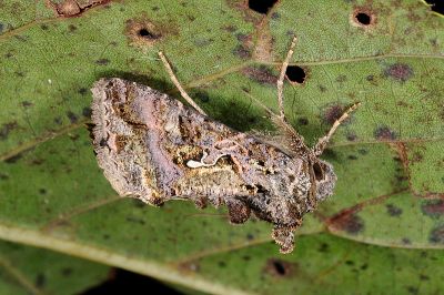 異梳夜蛾 Ctenoplusia adiaphora 雄蟲