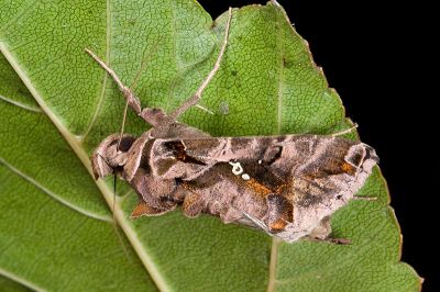 長鬚銅夜蛾 Plusiopalpa adrasta shisa 雄蟲