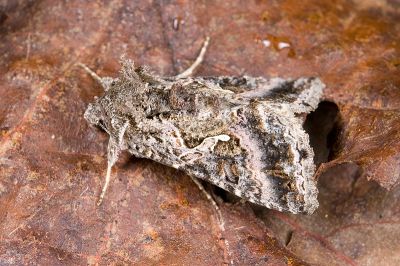 異梳夜蛾 Ctenoplusia adiaphora 雄蟲