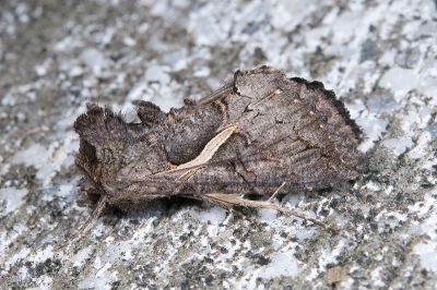 白條梳夜蛾 Ctenoplusia albostriata 雄蟲