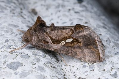 南方銀灰夜蛾 Chrysodeixis eriosoma 雄蟲