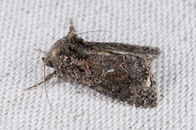 甲仙梳夜蛾 Ctenoplusia kosemponensis 雄蟲