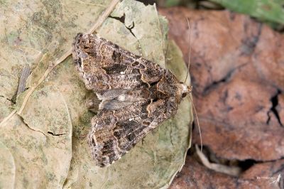 松巴哇梳夜蛾 Ctenoplusia sumbawana 雄蟲