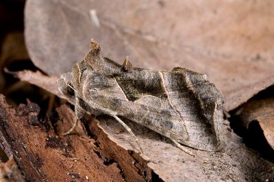 鉛紋梳夜蛾 Ctenoplusia placida 雄蟲