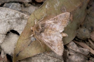 網紋金翅夜蛾 Thysanoplusia reticulata 雄蟲