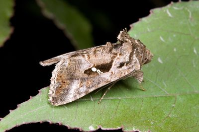小銀灰夜蛾 Chrysodeixis minutus 雄蟲