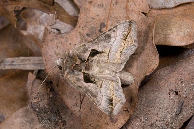 鉛紋梳夜蛾 Ctenoplusia placida 雄蟲