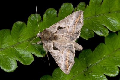 鉛紋梳夜蛾 Ctenoplusia placida 雌蟲