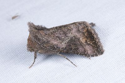 網紋金翅夜蛾 Thysanoplusia reticulata 雄蟲