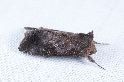 網紋金翅夜蛾 Thysanoplusia reticulata 雄蟲