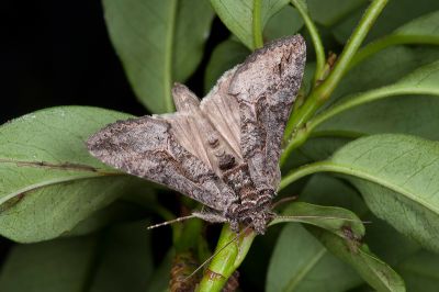 白條梳夜蛾 Ctenoplusia albostriata 雄蟲
