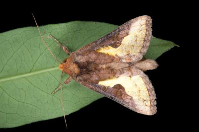 弧金翅夜蛾 Thysanoplusia orichalcea 雄蟲