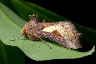 弧金翅夜蛾 Thysanoplusia orichalcea 雄蟲