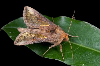 弧金翅夜蛾 Thysanoplusia orichalcea 雄蟲