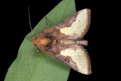 中金翅夜蛾 Thysanoplusia intermixta 雄蟲