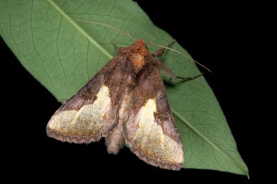 中金翅夜蛾 Thysanoplusia intermixta 雄蟲