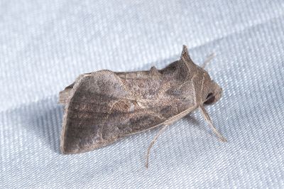 煙銀灰夜蛾 Chrysodeixis heberachis 雄蟲