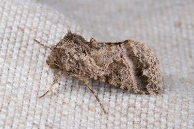 變梳夜蛾 Ctenoplusia mutans 雄蟲