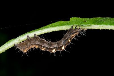 網紋金翅夜蛾 Thysanoplusia reticulata