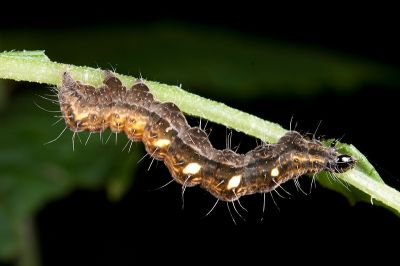 網紋金翅夜蛾 Thysanoplusia reticulata
