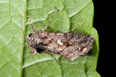 赭紅梳夜蛾 Ctenoplusia limbirena 雄蟲