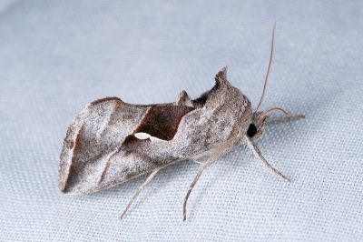 雲斑鎂夜蛾 Macdunnoughia crassisigna 雄蟲
