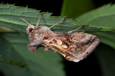 銳齒銀灰夜蛾 Chrysodeixis acuta 雄蟲