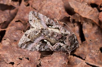 異梳夜蛾 Ctenoplusia adiaphora 雄蟲