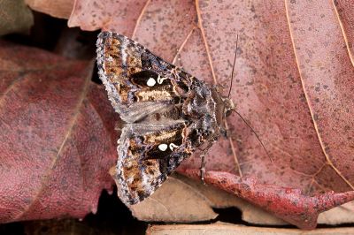 臺灣銀灰夜蛾 Chrysodeixis taiwani 雄蟲