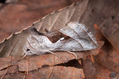雲斑鎂夜蛾 Macdunnoughia crassisigna 雄蟲