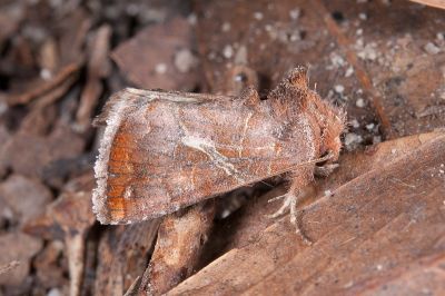 帶鎍夜蛾 Zonoplusia ochreata 雄蟲