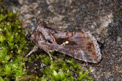 小銀灰夜蛾 Chrysodeixis minutus 雄蟲