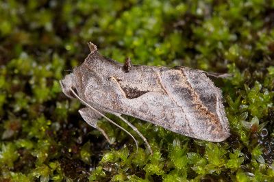 鉛紋梳夜蛾 Ctenoplusia placida 雄蟲