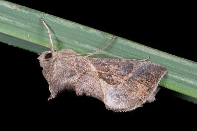 煙銀灰夜蛾 Chrysodeixis heberachis 雄蟲