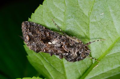 赭紅梳夜蛾 Ctenoplusia limbirena 雄蟲