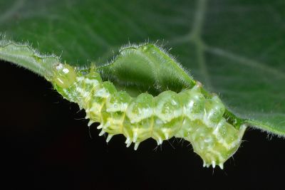 葫蘆夜蛾 Anadevidia peponis
