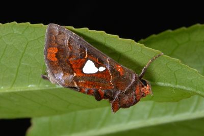 極斑夜蛾 Extremoplusia megaloba 雄蟲
