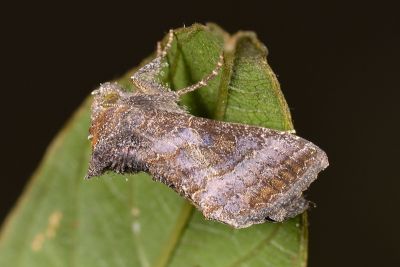 網紋金翅夜蛾 Thysanoplusia reticulata 雄蟲