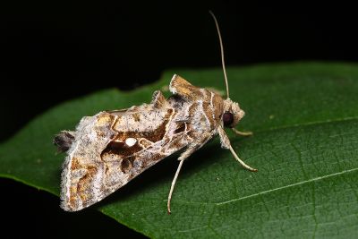光銀灰夜蛾 Chrysodeixis illuminata 雄蟲