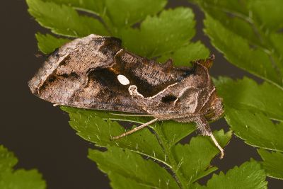 小銀灰夜蛾 Chrysodeixis minutus 雄蟲