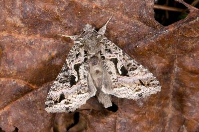 異梳夜蛾 Ctenoplusia adiaphora 雌蟲