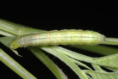 銀紋梳夜蛾 Ctenoplusia agnata