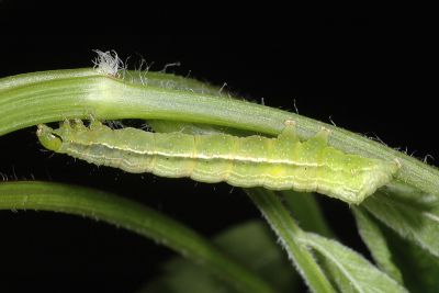 銀紋梳夜蛾 Ctenoplusia agnata
