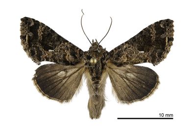 密紋梳夜蛾 Ctenoplusia furcifera furcifera 雄蟲