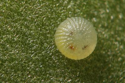 變梳夜蛾 Ctenoplusia mutans