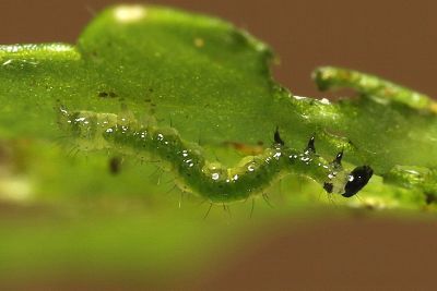 變梳夜蛾 Ctenoplusia mutans