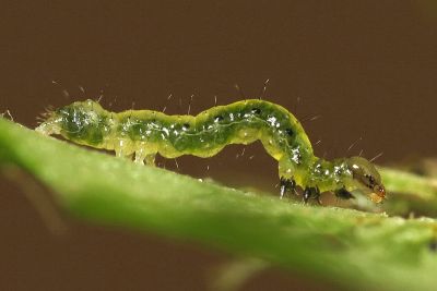 變梳夜蛾 Ctenoplusia mutans