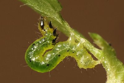 變梳夜蛾 Ctenoplusia mutans