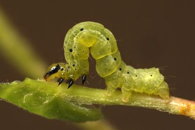 變梳夜蛾 Ctenoplusia mutans